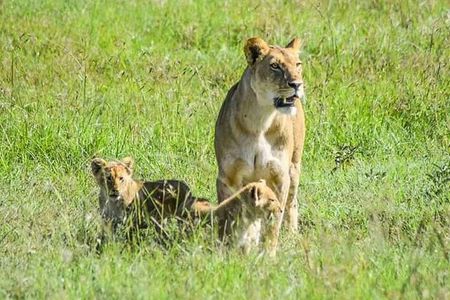 2 Days safari of Masai Mara 