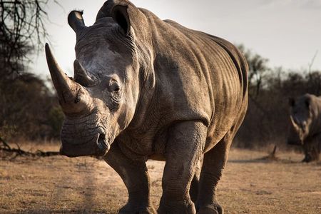 Half-Day Tour to Rhino And Lion Reserve in Krugersdorp