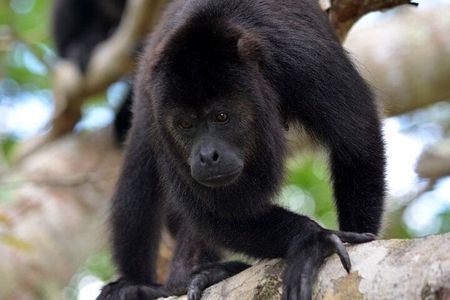 Monkey River Tour From Placencia 
