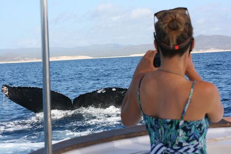 Private Whale Watching in San José del Cabo 