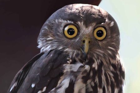 Small Group Kangaroo Island Evening and Night Tour