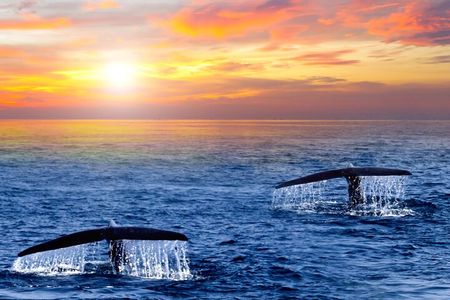 San Jose del Cabo Small-Group Sunrise Whale Watching