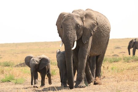 1-Day Safari-Trip to Tarangire National Park