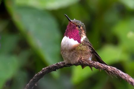 Private Birdwatching Tour and Photography 