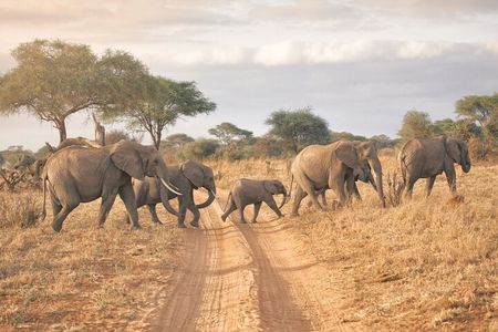 6-days Safari in Northern Tanzania
