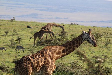 3-Day Safari in Serengeti & Ngorongoro(Mid-range)