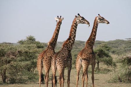 2-Day Safari Tour to Tarangire & Ngorongoro Crater (Mid-range)