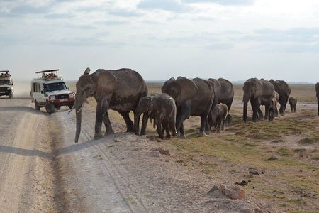 Overnight Amboseli National Park Safari 