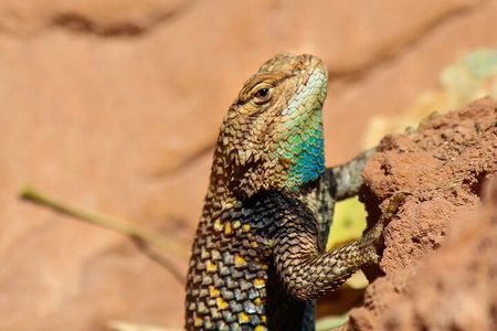 Reptile Hunting in The Sonoran Desert
