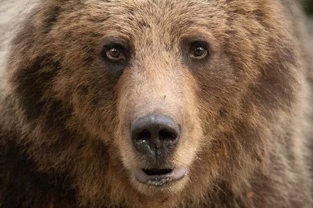 Bearwatching Hiking Day Tour in High Tatras from Poprad