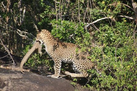 Special leopards safari Yala National park - 04.30 am to 11.30 am