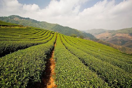 Discover Hill Tribes and Border Markets in Chiang Rai, Full Day