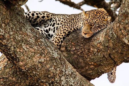 6-Day Private midrange Tour in Arusha with Airport Pickup