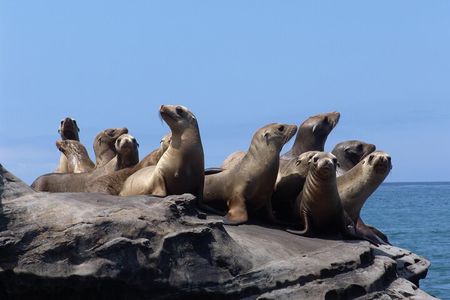 San Diego Shore Excursion: San Diego Seal Tour