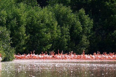 Private Tour Celestun Flamingo Watching and Beach 