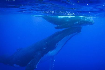 5h Respectful whale excursion complete