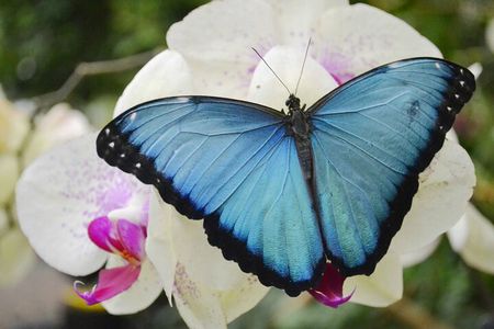Mindo Cloud Forest Full Day Tour from Quito