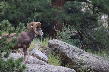 The Rocky Mountain National Park Safari Tour