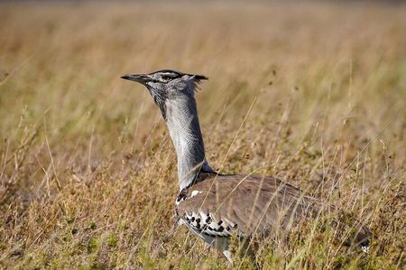 5-Day Private midrange Tour in Arusha with Airport Pickup