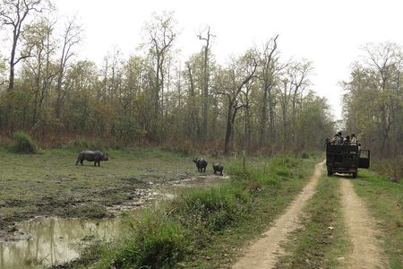 Jeep Safari (8-10 hrs., Private)inside Chitwan National Park.