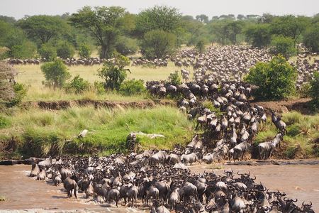 2-Day Private Tour in Masai Mara with Pick Up