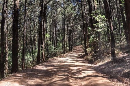 Day Trip to Menagesha Suba Forest from Addis Ababa
