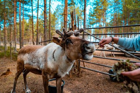 Highlights of Rovaniemi Day Tour - Summer