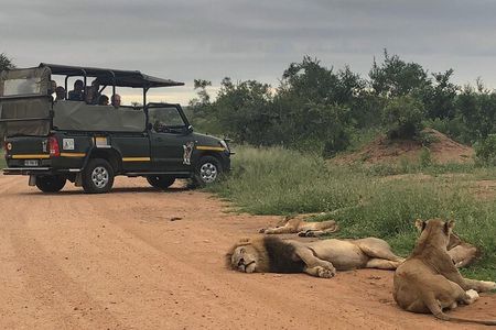 Full Day Kruger National Park Game Drive