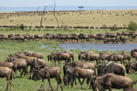 Discover Our Best 4 Day Serengeti Migration Safari From Mwanza
