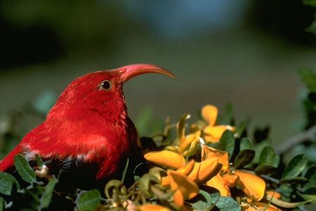 Bird Watching Adventure