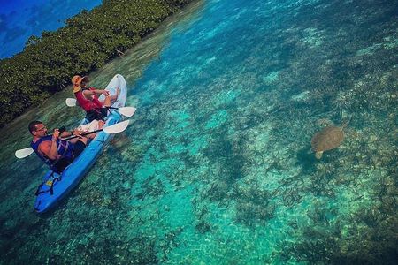 Mangrove & iguana Tour