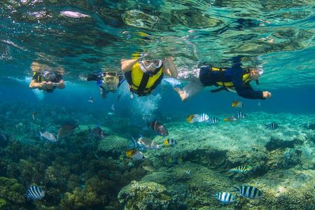 Snorkeling and Dolphin Watching with Lunch Package