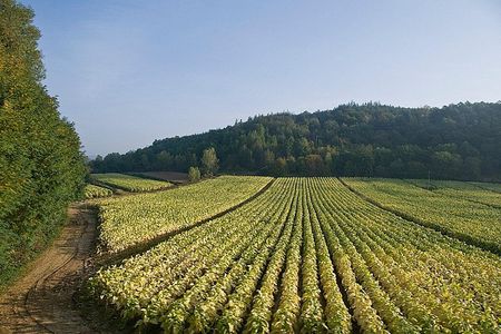 Vine & Olive: Private Tasting Experience (Veget & Vegan Friendly)