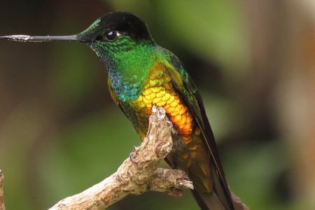 Birding & Nature to Chicaque Cloud Forest Nature Reserve