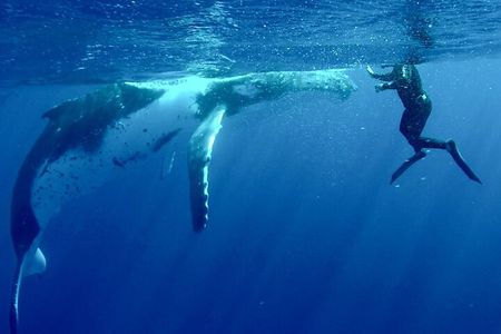 Respectful whale excursion to Tahiti in 4h30