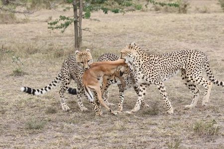 3 Days Masai Mara Kenya Big Five Private Safari
