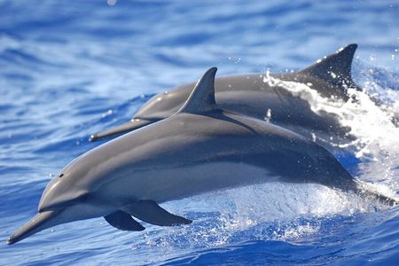 Dolphin & Whale Watching in Puerto Escondido