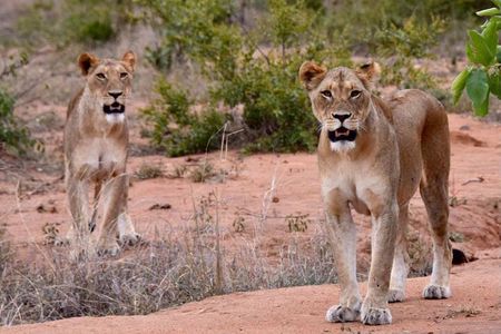 Half day wildlife tour to Nairobi National Park Game Drive with Pickup/Drop off