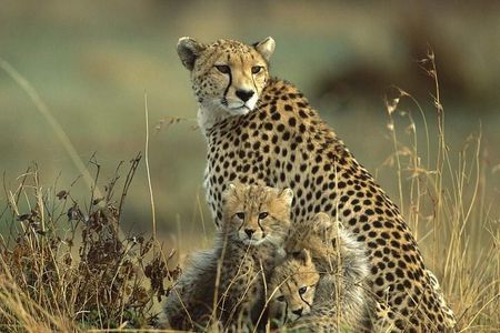 Nairobi national park Elephant orphanage and giraffe center tour.