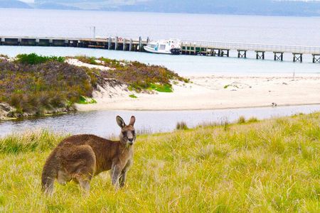 Maria Island Cruise and Guided Walk Day Tour with Lunch and Drinks