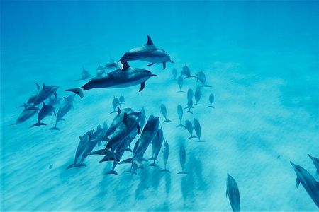 Oahu: Swim with Dolphins on the West Coast