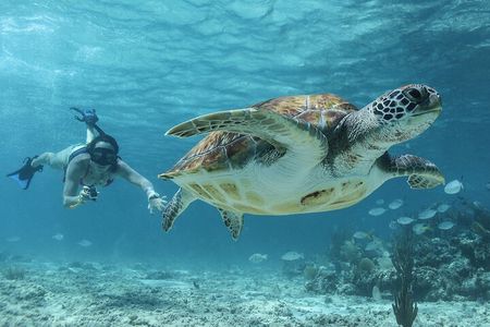 Akumal Cenote Swimming and Snorkeling from Cancun & Costa Mujeres
