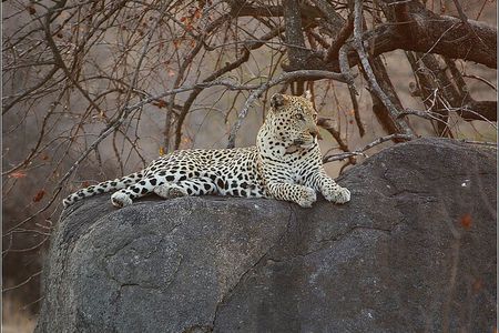 Day Trip African Safari from Cape Town to Pilanesberg Game Reserve