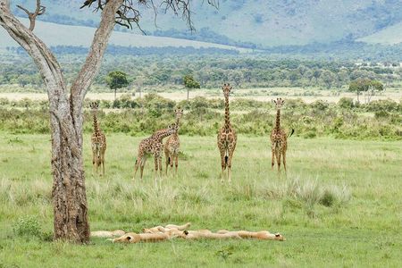 3-Day Masai Mara Budget Camping Safari