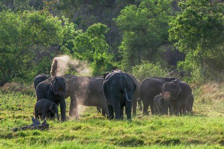 Minneriya National Park Entrance Ticket and jeep safari