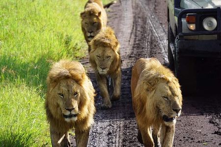 8-Day Private Guided Tanzania Safari with Pick Up