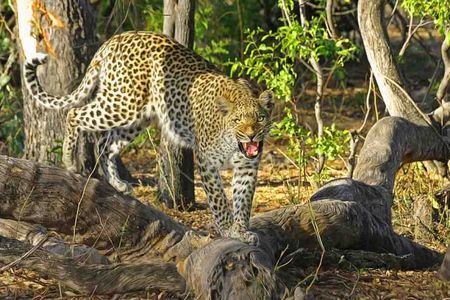 Jaipur to Jhalana Leopard reserve Private Day Trip All Inclusive