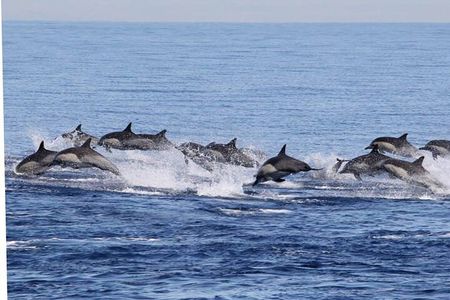 Dolphin & Whale Watching in Puerto Escondido