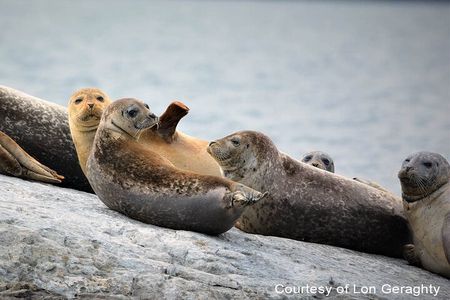 Maine Fall Foliage Private Lobster Boat Cruise with Local Drinks