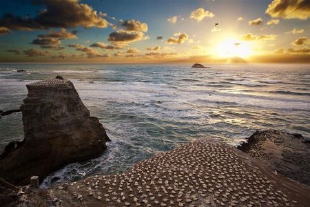 Private Tour - Muriwai Beach & Wine Tasting